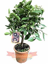 Красный клементин - Clementino Rubino D22 H80