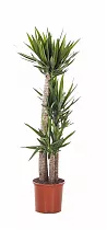Пальма Юкка- Yucca D20 H120