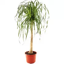 Пальма Нолина, бутылочная пальма D40 H180