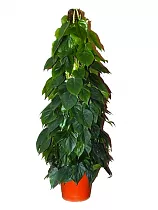 Филодендрон Сканденс, лазящий - Philodendron scandens D25 H100