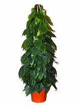 Филодендрон Сканденс, лазящий - Philodendron scandens D25 H100