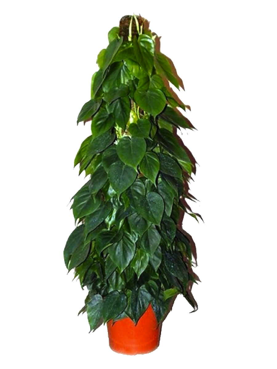 Филодендрон Сканденс, лазящий - Philodendron scandens D25 H100