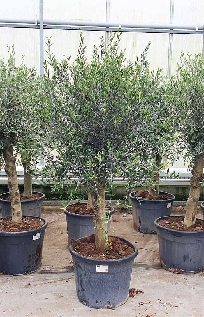Оливковое дерево, маслина европейская - Olea europaea H55 H190