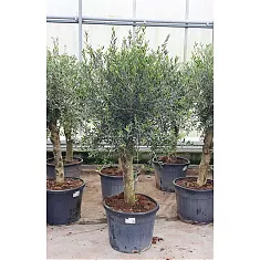 Оливковое дерево, маслина европейская - Olea europaea H55 H190