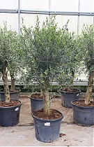 Оливковое дерево, маслина европейская - Olea europaea H55 H190