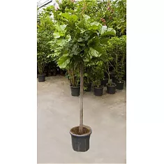 Фикус Лировидный (Лирата) штамб - Ficus lyrata D40 H200