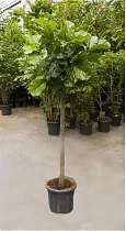 Фикус Лировидный (Лирата) штамб - Ficus lyrata D40 H200