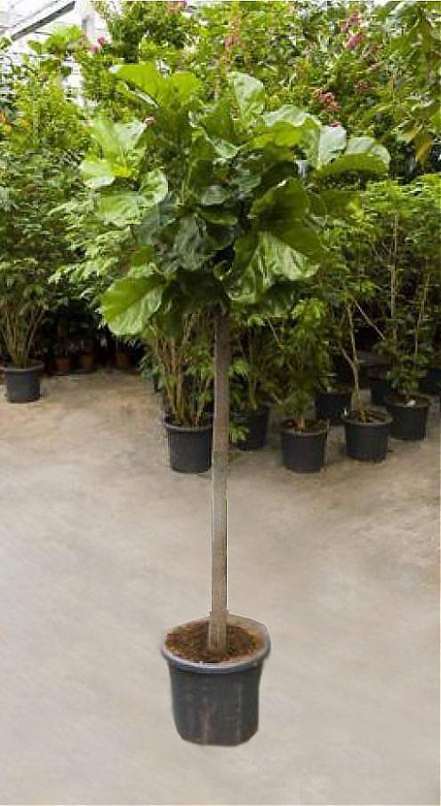 Фикус Лировидный (Лирата) штамб - Ficus lyrata D40 H200