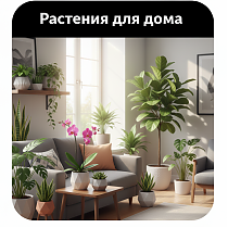 Растения для дома 