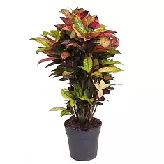Кодиеум Миссис Айстон - Codiaeum Mrs Iceton D25 H120