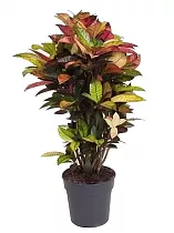 Кодиеум Миссис Айстон - Codiaeum Mrs Iceton D25 H120