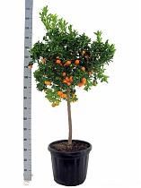 Каламондин- Citrofortunella D46 H160