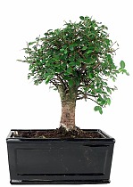 Бонсай Вяз D15 H25