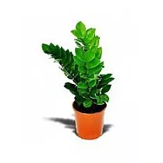 Замиокулькас - Zamioculcas zamiifolia D12 H25