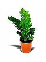 Замиокулькас - Zamioculcas zamiifolia D12 H25