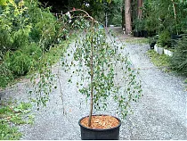 Береза полезная Лонг Транк - Betula pendula Long Trunk D9 H30