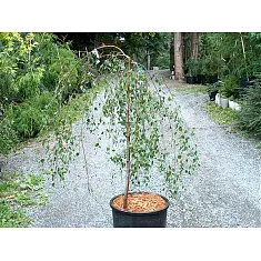 Береза полезная Лонг Транк - Betula pendula Long Trunk D9 H30