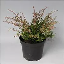 Барбарис тунберга Наташа - Berberis thunbergii Natasza D9 H20