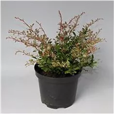 Барбарис тунберга Наташа - Berberis thunbergii Natasza D9 H20