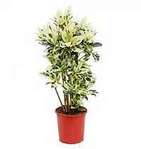 Кодиеум Тамара D27 H100