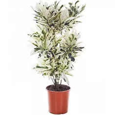 Кодиеум Тамара D32 H150