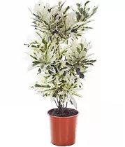 Кодиеум Тамара D32 H150