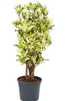 Кодиеум Тамара D30 H130