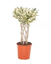 Кодиеум Тамара D24 H110