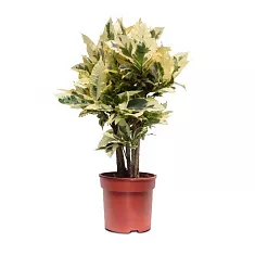 Кодиеум Тамара D21 H60