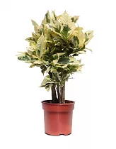 Кодиеум Тамара D21 H60