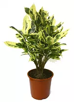 Кодиеум Тамара D24 H70