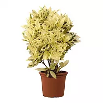 Кодиеум Тамара D21 H50