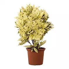 Кодиеум Тамара D21 H50