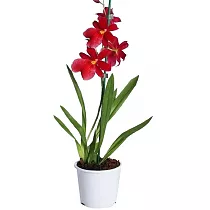 Камбрия Руби Ред - Cambria Red Ruby