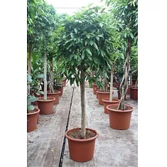 Фикус Амстел Кинг штамб - Ficus Bin Amstel King On Stem D50 H210