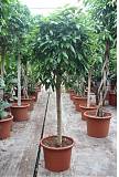 Фикус Амстел Кинг штамб - Ficus Bin Amstel King On Stem D50 H210