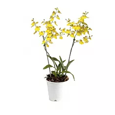Онцидиум - 2 Цветоноса Oncidium D12 H50