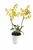 Онцидиум - 2 Цветоноса Oncidium D12 H50