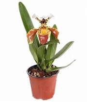 Пафиопедилум - Paphiopedilum D12 H30