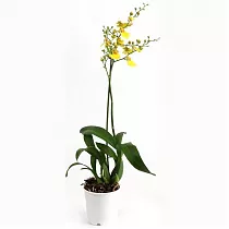 Онцидиум - Oncidium D12 H45