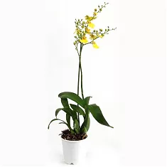 Онцидиум - Oncidium D12 H45