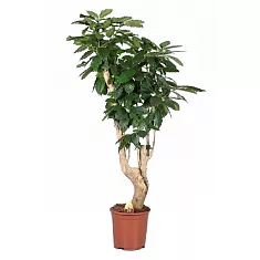 Кофейное дерево - Coffea D30 H200