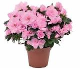 Азалия - Azalea D14 H35