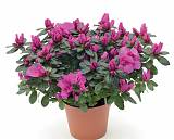 Азалия - Azalea D14 H35