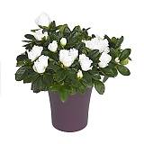 Азалия белая - Azalea D12 H30