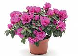 Азалия пурпурная - Azalea D12 H35