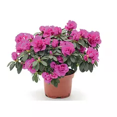 Азалия пурпурная - Azalea D12 H35