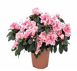 Азалия розовая - Azalea D12 H35