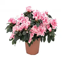 Азалия розовая - Azalea D12 H35