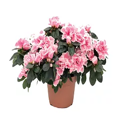 Азалия розовая - Azalea D12 H35
